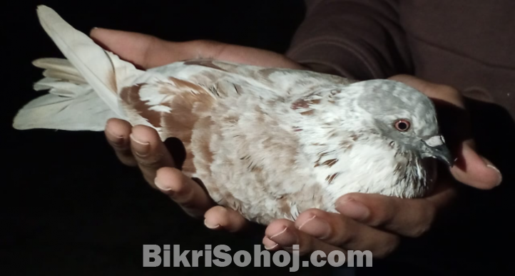 এক জোড়া রানিং গিরিবাজ কবুতর - ১০০% সুস্থ